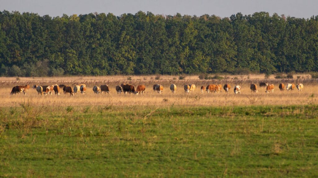 A herd of cows are grazing in a field