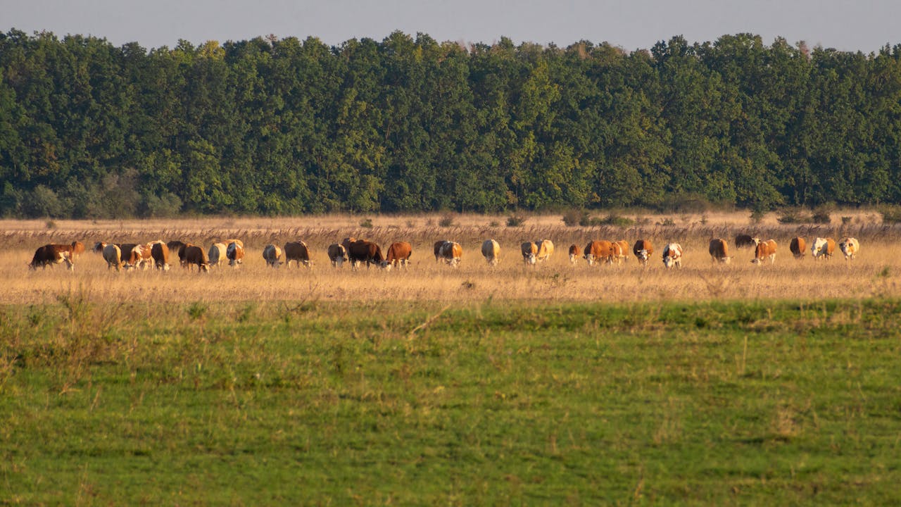 A herd of cows are grazing in a field