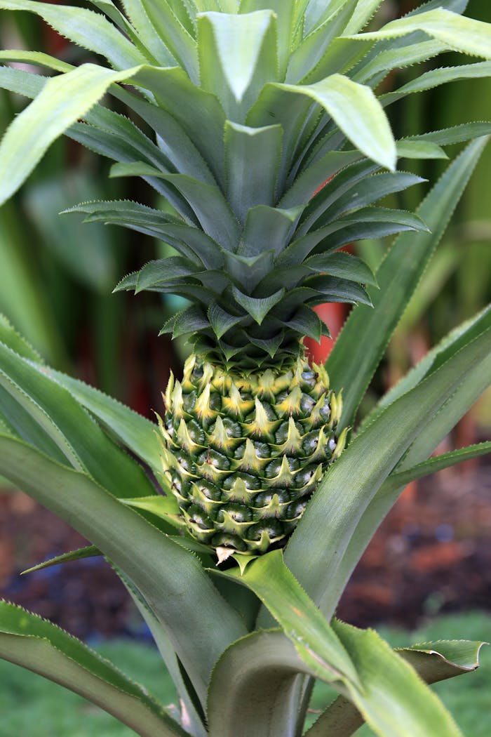 A pineapple plant with green leaves and a green stem