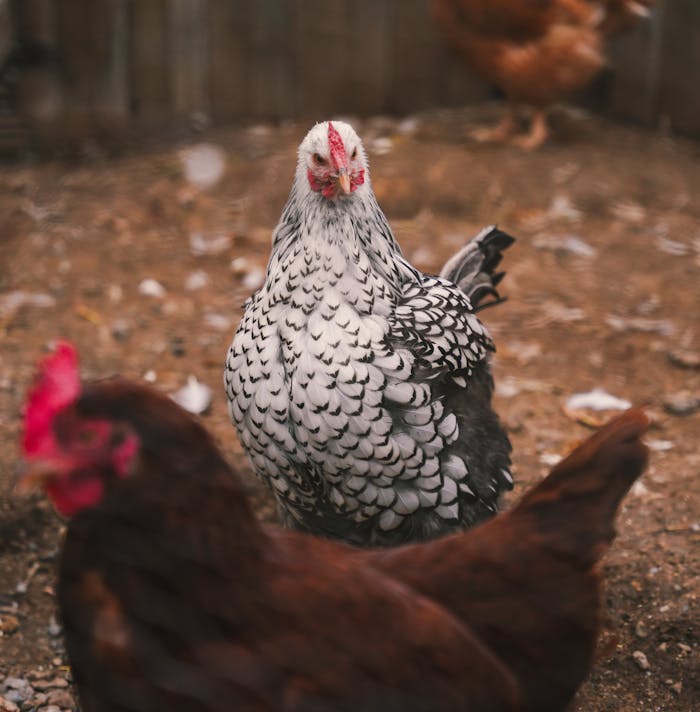 A chicken is standing in the dirt with other chickens